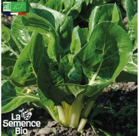 BLETTE Compacta verde - Graines Bio - 3 g - goobio-and-zen