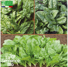ÉPINARDS en mélange - Graines Bio - 6 g