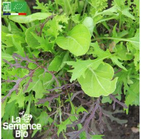 MESCLUN asiatique - Graines Bio - 2,5 g - goobio-and-zen