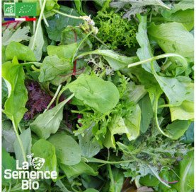 MESCLUN Crétois - Graines Bio - 1,5 g - goobio-and-zen