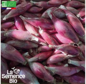 OIGNON Rossa Lunga di Firenze - Graines Bio -0,75 g - goobio-and-zen