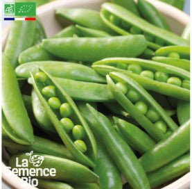 POIS à écosser demi-rame Rondo - Graines Bio - 40 g - goobio-and-zen