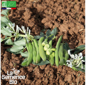 FÈVE d'Aguadulce à très longue cosse - Graines Bio - 50 g
