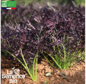 JEUNES POUSSES Mizuna rouge - Graines Bio - 1,5 g