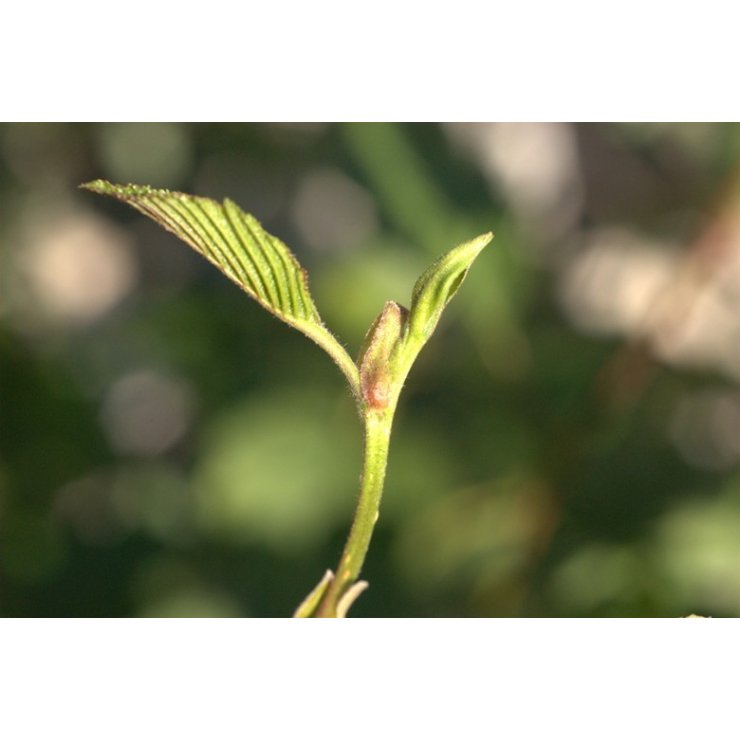 Aulne blanc 50 ml (Alnus incana) - goobio-and-zen