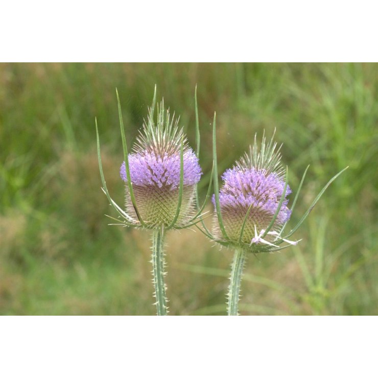 Cardère - Extrait de Plante fraîche Bio (Dipsacus fullonum) - 50 ml - goobio-and-zen