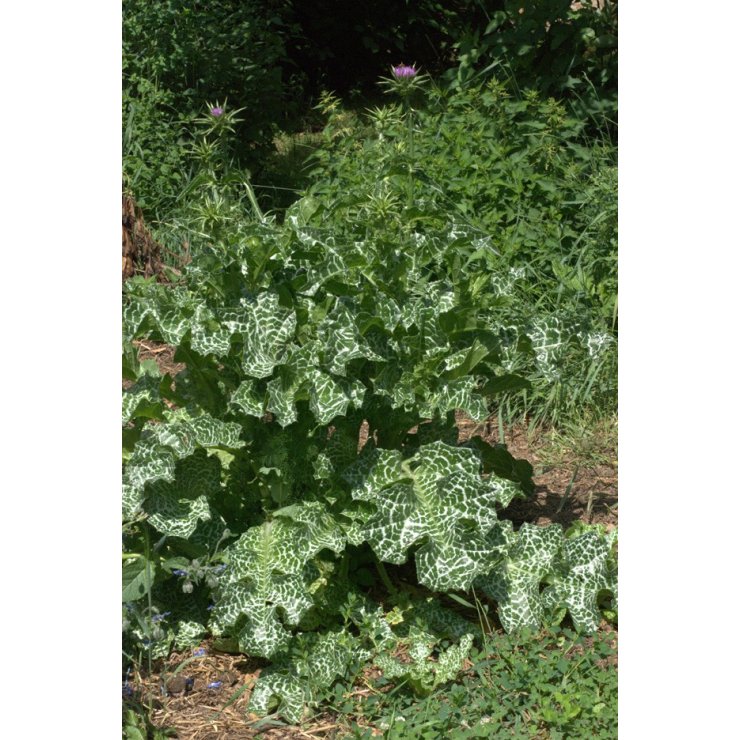 Chardon-Marie - Extrait de Plante fraîche Bio (Silybum marianum) - 50 ml - goobio-and-zen