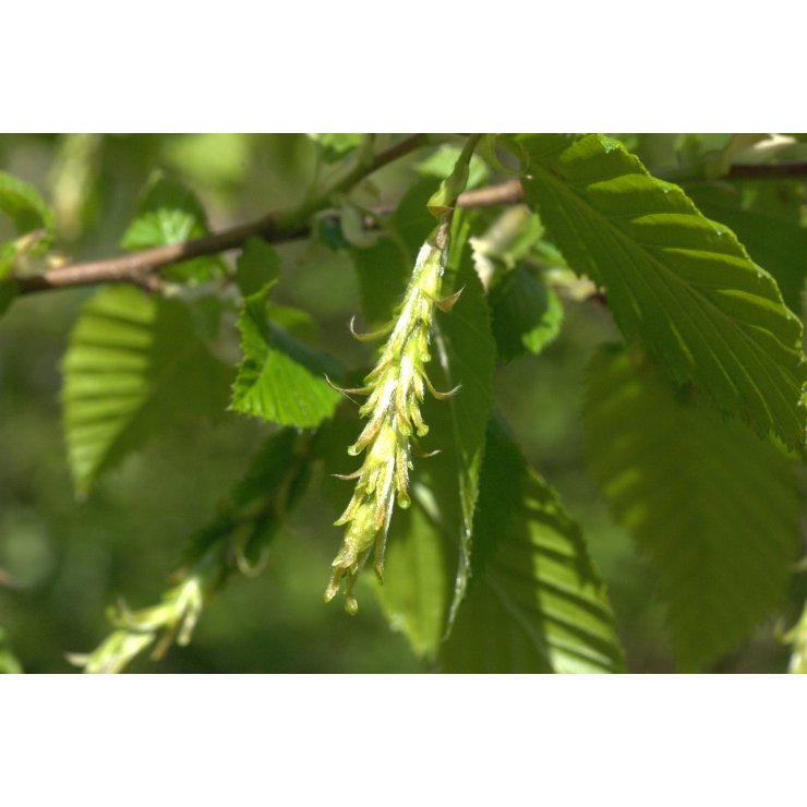 Charme 50 ml (Carpinus betulus) - goobio-and-zen