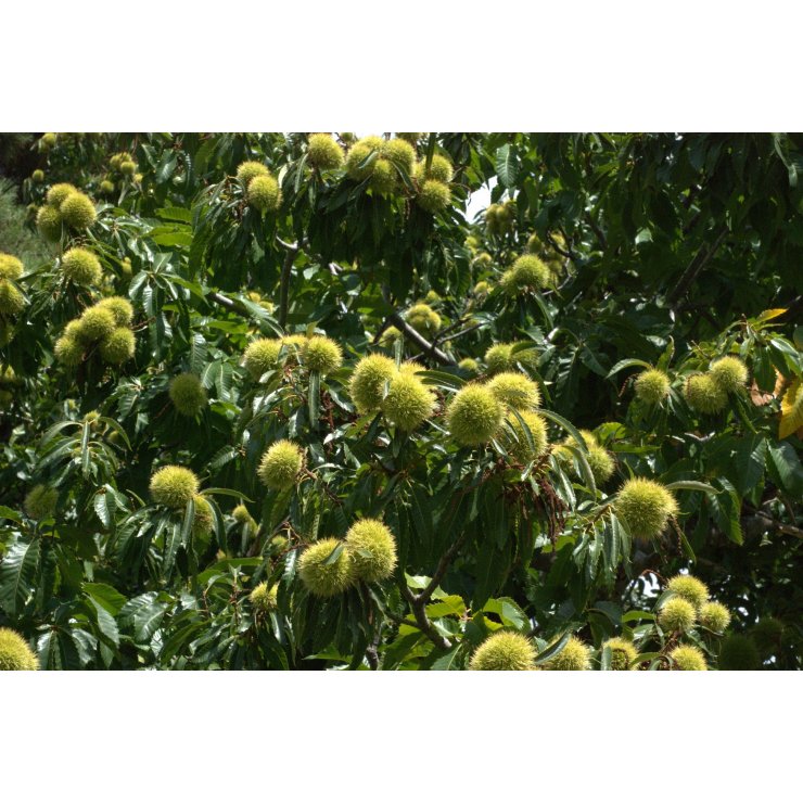 Châtaignier 50 ml (Castanea sativa) - goobio-and-zen