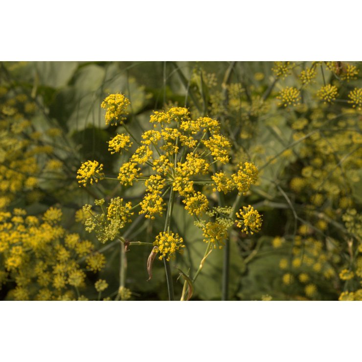 Fenouil - Extrait de Plante fraîche Bio (Foeniculum vulgare) - 50 ml