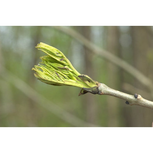 Frêne 50 ml (Fraxinus excelsior)