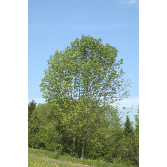 Frêne élevé - Extrait de Plante fraîche Bio (Fraxinus excelsior) - 50 ml