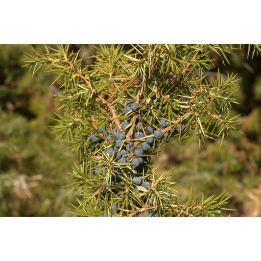 Genévrier - Extrait de Plante fraîche BioJ (uniperus communis) - 50 ml