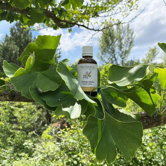 Ginkgo - Extrait de Plante fraîche Bio (Ginkgo biloba) - 50 ml