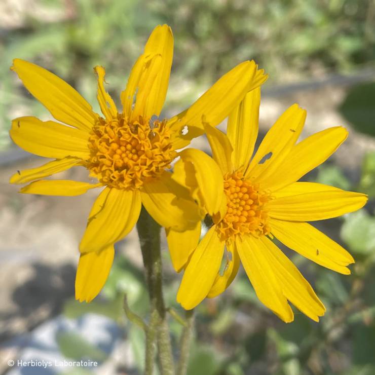 Huile bien-être Arnica Bio -Arnica montana -30 ml ou 100 ml - goobio-and-zen