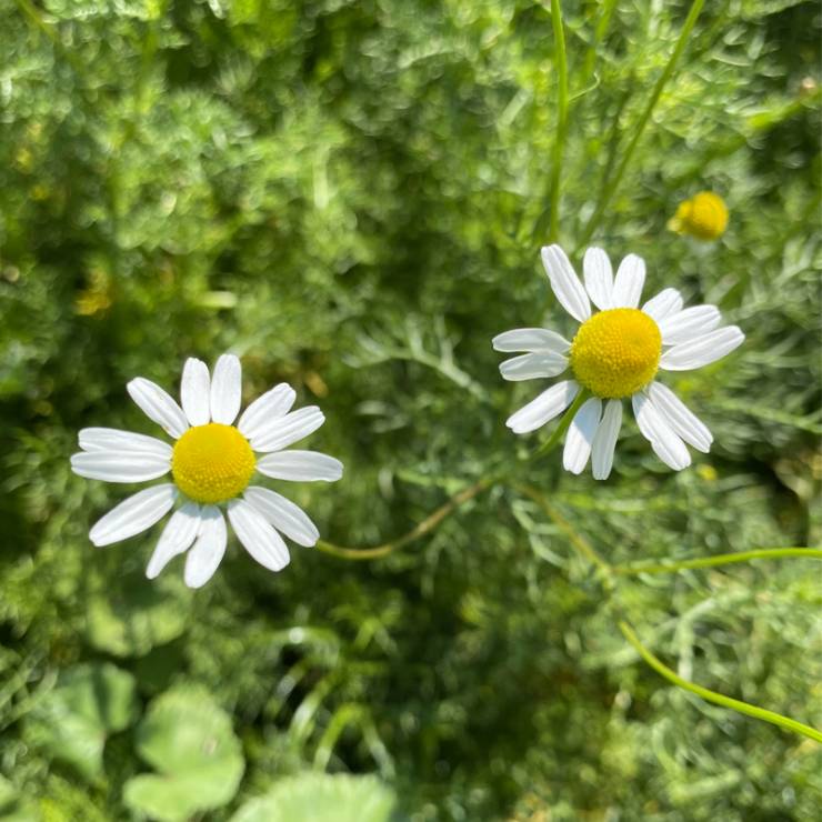 Huile bien-être Camomille matricaire Bio -Matricaria chamomilla - 30 ou 100 ml - goobio-and-zen