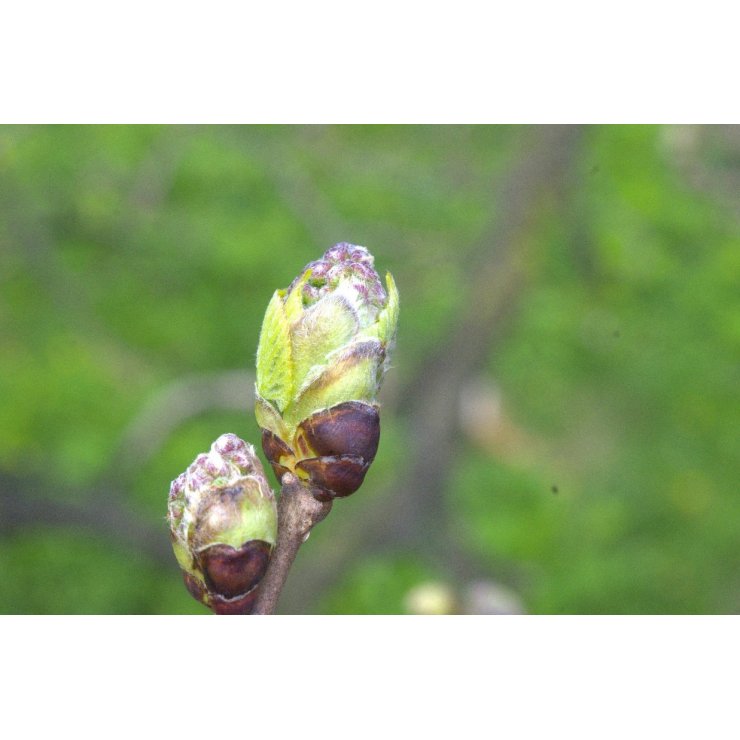 Mûrier Noir 50 ml (Morus nigra) - goobio-and-zen