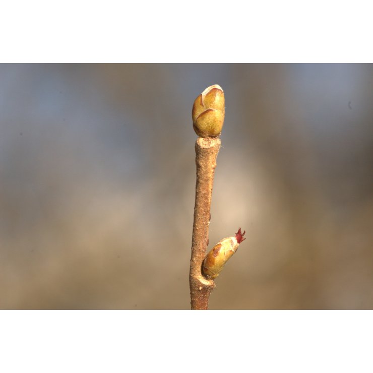 Noisetier 50 ml (Corylus avellana) - goobio-and-zen