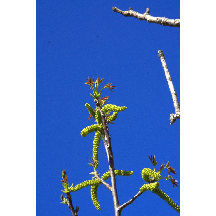 Noyer 50 ml (Juglans regia) - goobio-and-zen