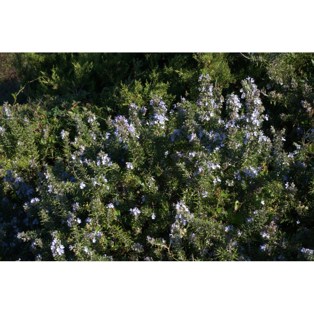 Romarin - Extrait de Plante fraîche Bio (Rosmarinus officinalis) - 50 ml - goobio-and-zen