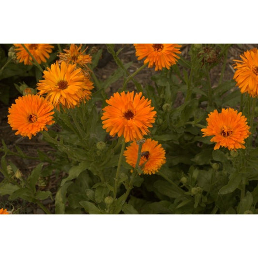 Souci - Extrait de Plante fraîche Bio (Calendula officinalis) - 50 ml - goobio-and-zen