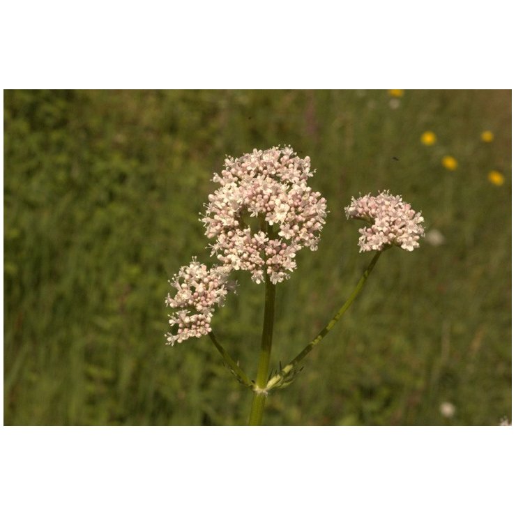 Valériane - Extrait de Plante fraîche Bio (Valeriana officinalis) - 50 ml - goobio-and-zen