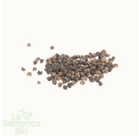 BLETTE Compacta verde - Graines Bio - 3 g - goobio-and-zen