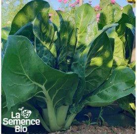 BLETTE Compacta verde - Graines Bio - 3 g - goobio-and-zen