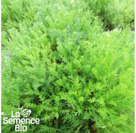 CAMOMILLE romaine - Graines Bio - 0,1 g - goobio-and-zen