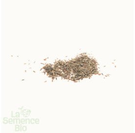CAROTTE Rothild - Graines Bio -1,2 g - goobio-and-zen