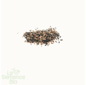 CHICORÉE scarole Bubikopf 3 - Graines Bio - 0,2 g - goobio-and-zen