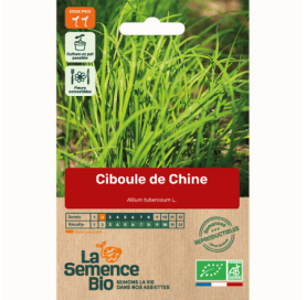 CIBOULE DE CHINE - Graines Bio - 0,75 g - goobio-and-zen