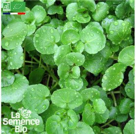 CRESSON de Fontaine - Graines Bio - 0,2 g - goobio-and-zen