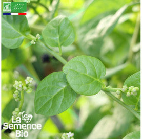 ÉPINARD Baselle ou Épinard de Malabar - Graines Bio - 1 g