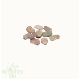 FÈVE Express Eleonora - Graines Bio - 50 g - goobio-and-zen