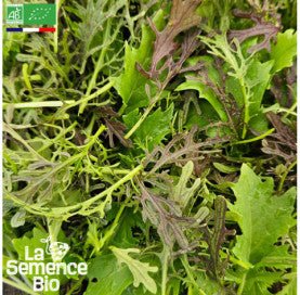 JEUNES POUSSES en mélange Mizuna - Graines Bio- 1 g - goobio-and-zen