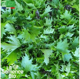 JEUNES POUSSES Mizuna - Graines Bio - 1,5 g - goobio-and-zen