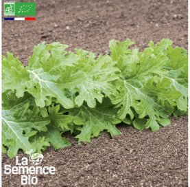 JEUNES POUSSES Wasabino - Graines Bio - 0,5 g - goobio-and-zen