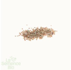 MÂCHE Vit - Graines Bio - 1,8 g - goobio-and-zen