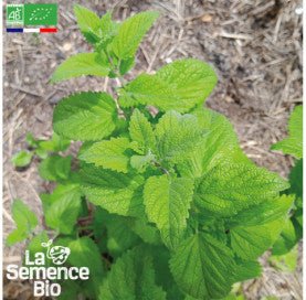 MELISSE - Graines Bio - 0,2 g - goobio-and-zen