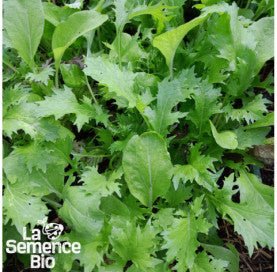 MESCLUN asiatique - Graines Bio - 2,5 g - goobio-and-zen