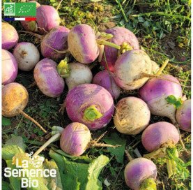 NAVET blanc globe à collet violet - Graines Bio - 1 g - goobio-and-zen