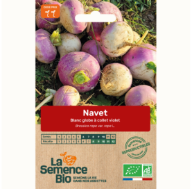 NAVET blanc globe à collet violet - Graines Bio - 1 g - goobio-and-zen