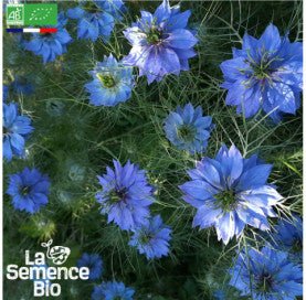 NIGELLE de Damas - Graines Bio - 1,5 g - goobio-and-zen
