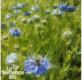 NIGELLE de Damas - Graines Bio - 1,5 g - goobio-and-zen