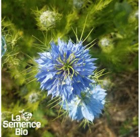 NIGELLE de Damas - Graines Bio - 1,5 g - goobio-and-zen