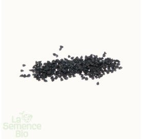 OIGNON Rossa Lunga di Firenze - Graines Bio -0,75 g - goobio-and-zen