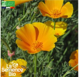 PAVOT de Californie - Graines Bio - 0,4 g - goobio-and-zen