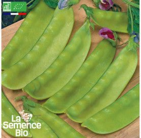 POIS mangetout à rame Ambrosia - Graines Bio - 40 g - goobio-and-zen