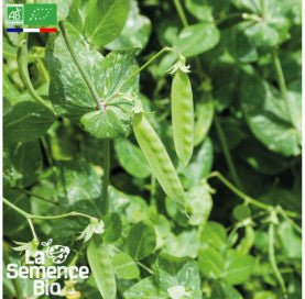 POIS mangetout à rame Sweet Horizon - Graines Bio -40 g - goobio-and-zen